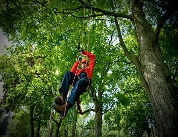Tree Climbing in Big Bear