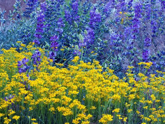 Lupens in Big Bear Spring in Big Bear