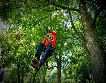 Tree Climbing in Big Bear