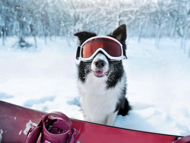 dog wearing snow goggles in snowy outdoors