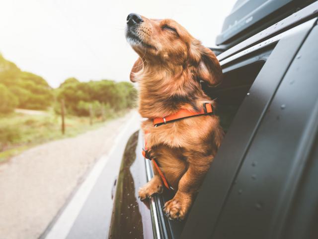 Dog with head out car window